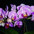 ... #StorczykiWikiPhalaenopsis