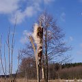 Pałka wodna po zimowych przejściach.