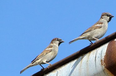 Wróble hałasują,aż uszy bolą. #wróbel