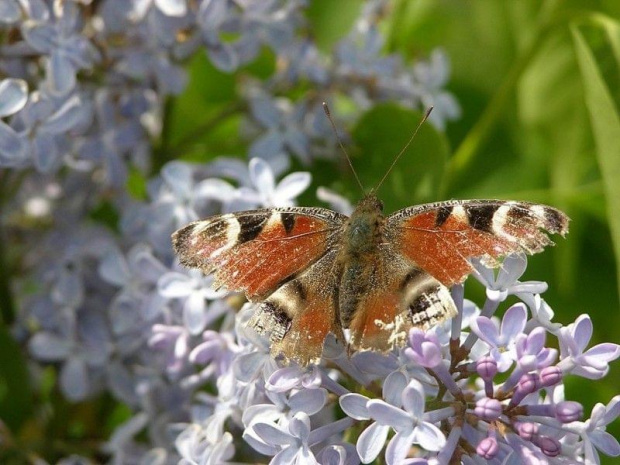 Motyl na gałęzi bzu.