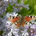 Motyl na gałęzi bzu.