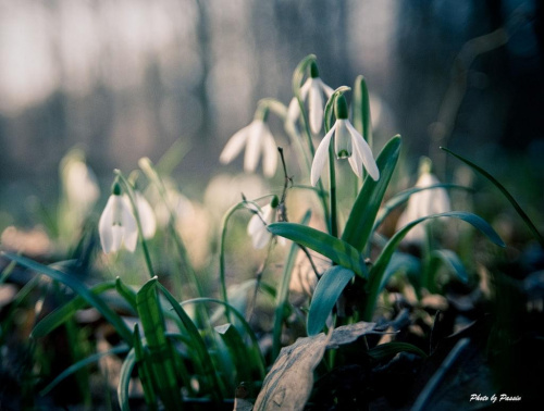 O taki mały biały wiosenny kwiatek ;) #przebiśnieg #kwiat #wiosna #roślina #las #airking #passiv #nikon
