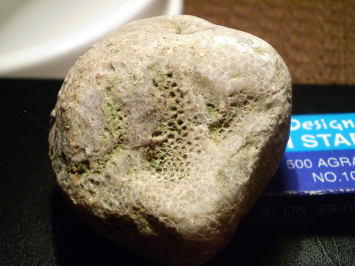 Koralowiec Favosites sp. Długość okazu - 5,8 cm . Wiek : ordowik - dewon . Data znalezienia : 2005 .