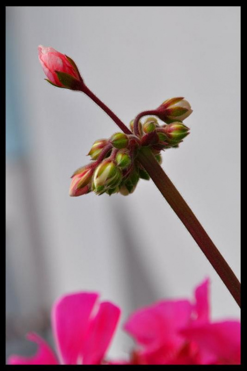 #kwiat #kwiaty #wiosna #lato #zima #róż #różowe #balkon