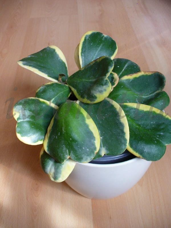 HOJA KERRI VARIEGATA