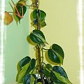 Philodendron