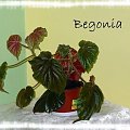 Begonia