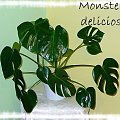 Monstera