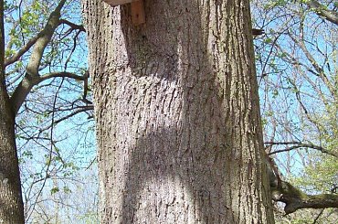 Leśny domek #PuszczaKampinoska #las #przyroda #Mazowsze