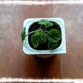 Peperomia