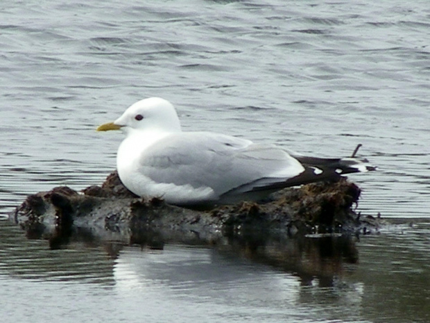 Mewa Śmieszka