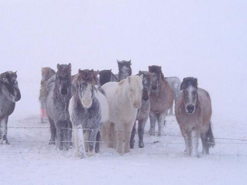 Islandzkie kuce,cala zime spedzaja na pastwiskach.