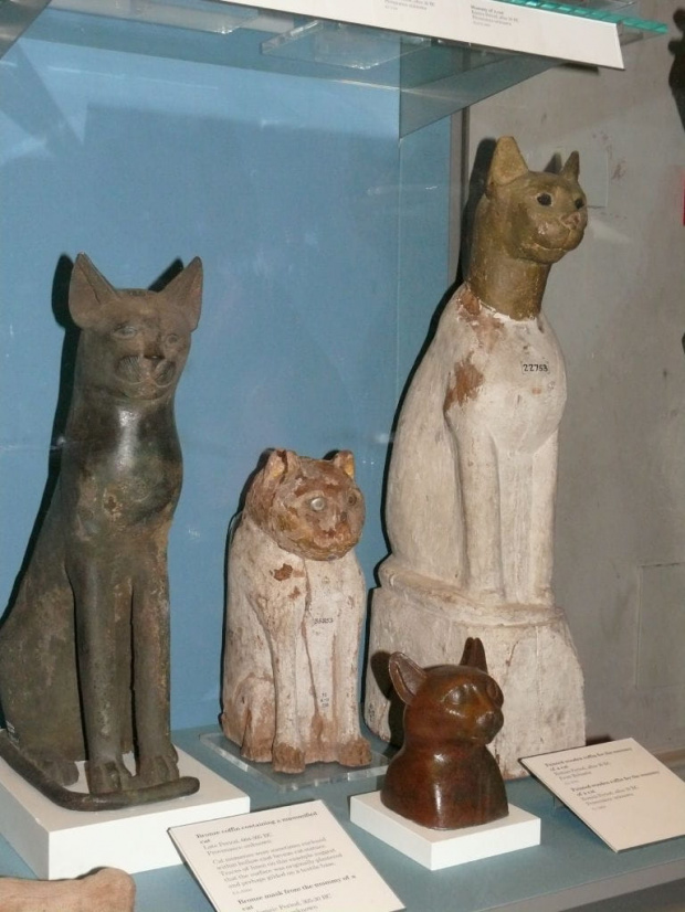 Egipska kolekcja mumii - tu koty #BritishMuseum