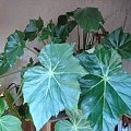 Begonia ?/olbrzymia/