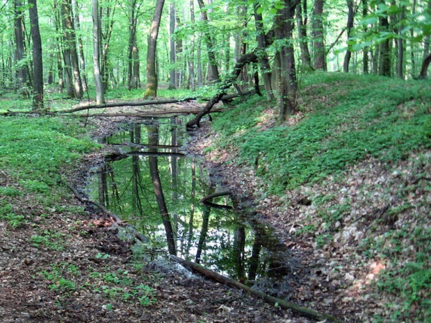 Stare Zamczysko grodzisko z ok XII wieku-Fosa #PuszczaKamoinoska #las #grodzisko #StareZamczysko