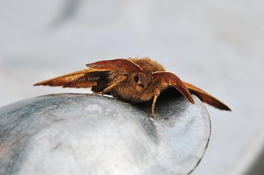 #wiosna #kwiaty #rośliny #ogród #łąka #zieleń #kwiat #chwast #doniczka #przyroda #ćma #motyl #zwierzęta