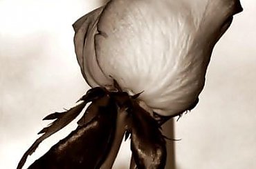 Na dobry nowy tydzień #Róża #sepia #kwiatek