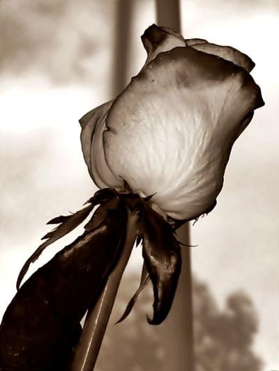 Na dobry nowy tydzień #Róża #sepia #kwiatek