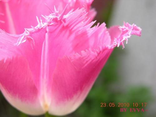 Różowy tulipan