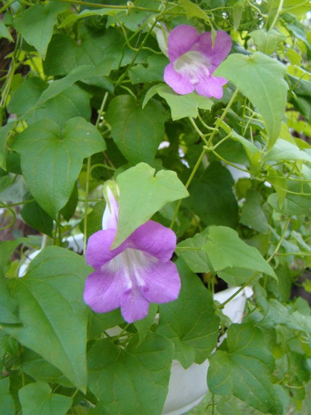 Asarina scandens