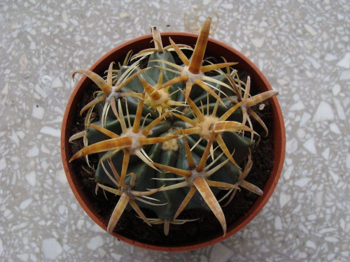 Ferocactus latispinus var.flavispinus