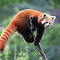 Panda mała #panda #ssak #zwierzę