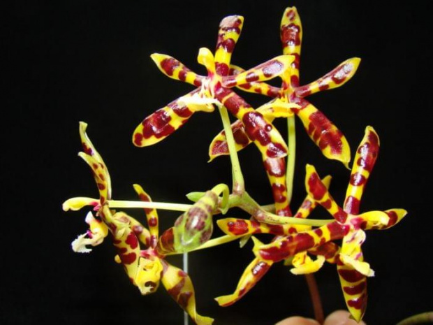 phalaenopsis mannii