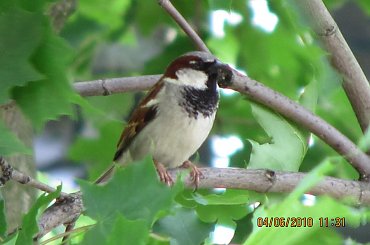 #ptaki #przyroda #wróbel