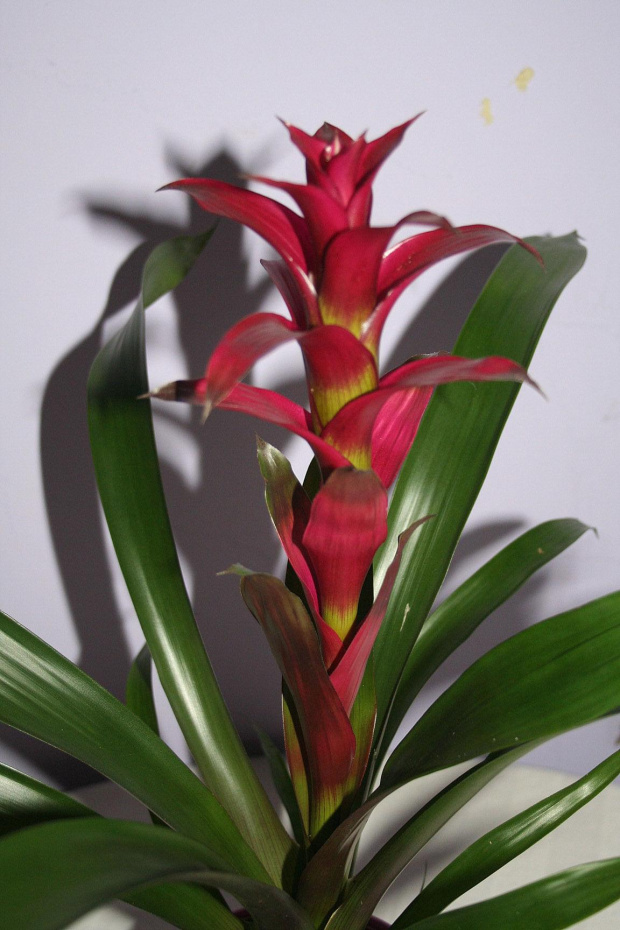 bromelia