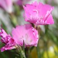 dianthus kahori