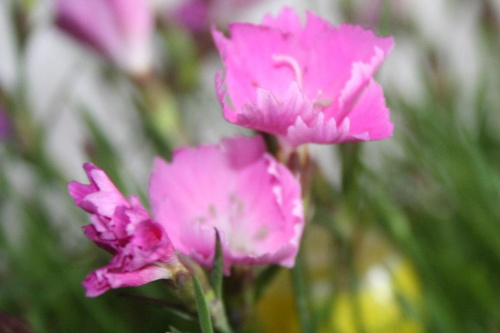 dianthus kahori