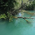 Żółwie wylegujące się na gałęzi nad rzeką Manavgat (mityczna Menes)