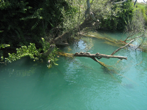 Żółwie wylegujące się na gałęzi nad rzeką Manavgat (mityczna Menes)