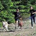 Sport zaprzęgowy w wydaniu bez śniegu -dryland #ZieloneBielkówko #amberdog