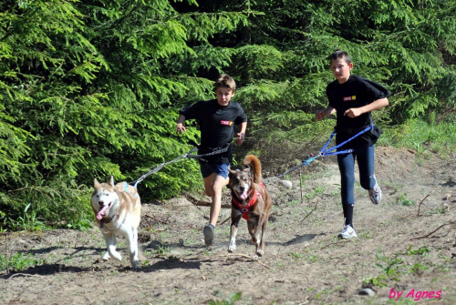 Sport zaprzęgowy w wydaniu bez śniegu -dryland #ZieloneBielkówko #amberdog