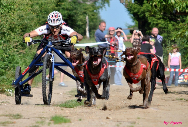 Sport zaprzęgowy w wydaniu bez śniegu -dryland #ZieloneBielkówko #amberdog