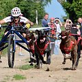 Sport zaprzęgowy w wydaniu bez śniegu -dryland #ZieloneBielkówko #amberdog