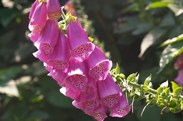 #Kwiat #roślina #natura #przyroda #ogród