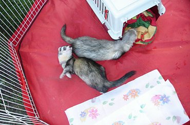 w ogródku - 26 VI 2010 #fretka #ogródek #Kubuś #Plastuś #PlayPen #spacer