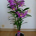 DENDROBIUM NOBILE