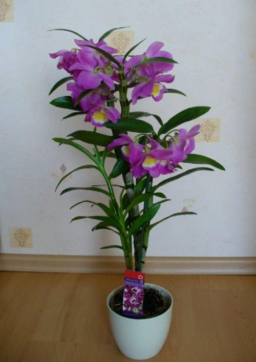 DENDROBIUM NOBILE
