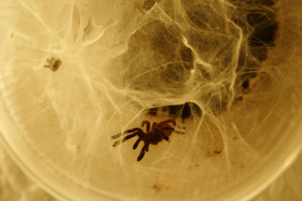 [Pterinochilus Murinus Usambara]
W sieci... #ptasznik #murinus #pająk #pajęczyna