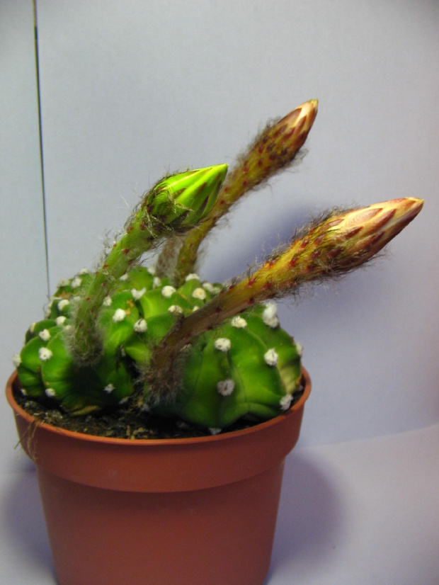 Echinopsis subdenudata #echinopsis #subdenudata #kaktus #kwitnienie #pąki #kwiaty #kwiat