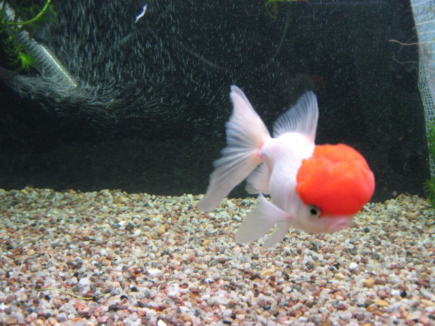 oranda