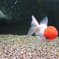 oranda