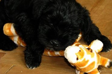 #pies #piesek #szczeniak #sznaucer #miniaturowy #miniaturka #żyrafa