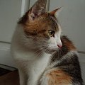 Brunia! #Brunia #kotek #kicia #kotka #słodka #ślicza #cudowna #wspaniała