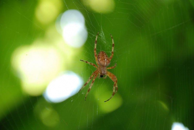#pająk #sieć #natura #przyroda #krzyżak