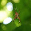 #pająk #sieć #natura #przyroda #krzyżak