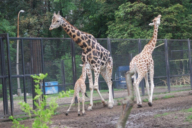 #zoo #zwierzęta #żyrafa